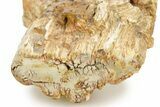 Triassic-Age Petrified Wood Log - Madagascar #379276-3
